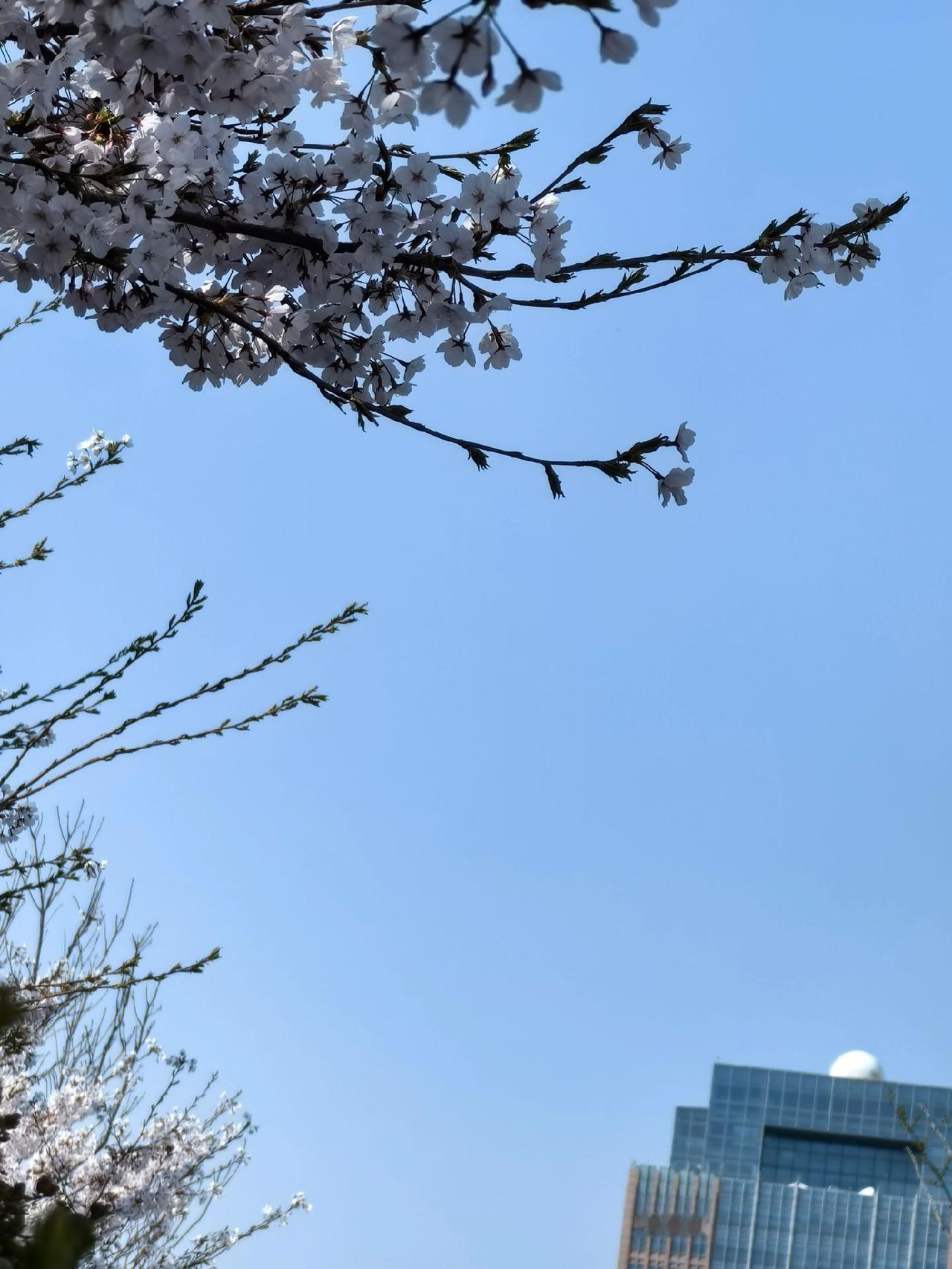 四月的天空，晴朗而又深邃
枝头的花儿，芬芳而又深情
春天的温柔已长满枝头 好看的