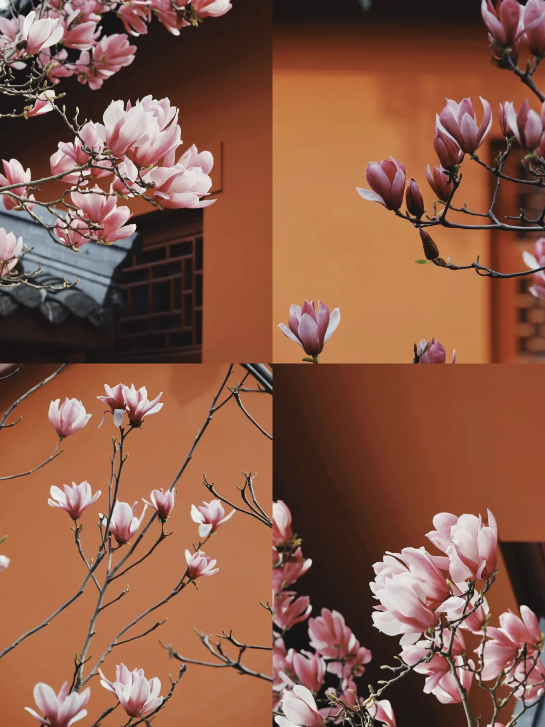 成都拍照｜玉兰亭亭，红墙倚春📸