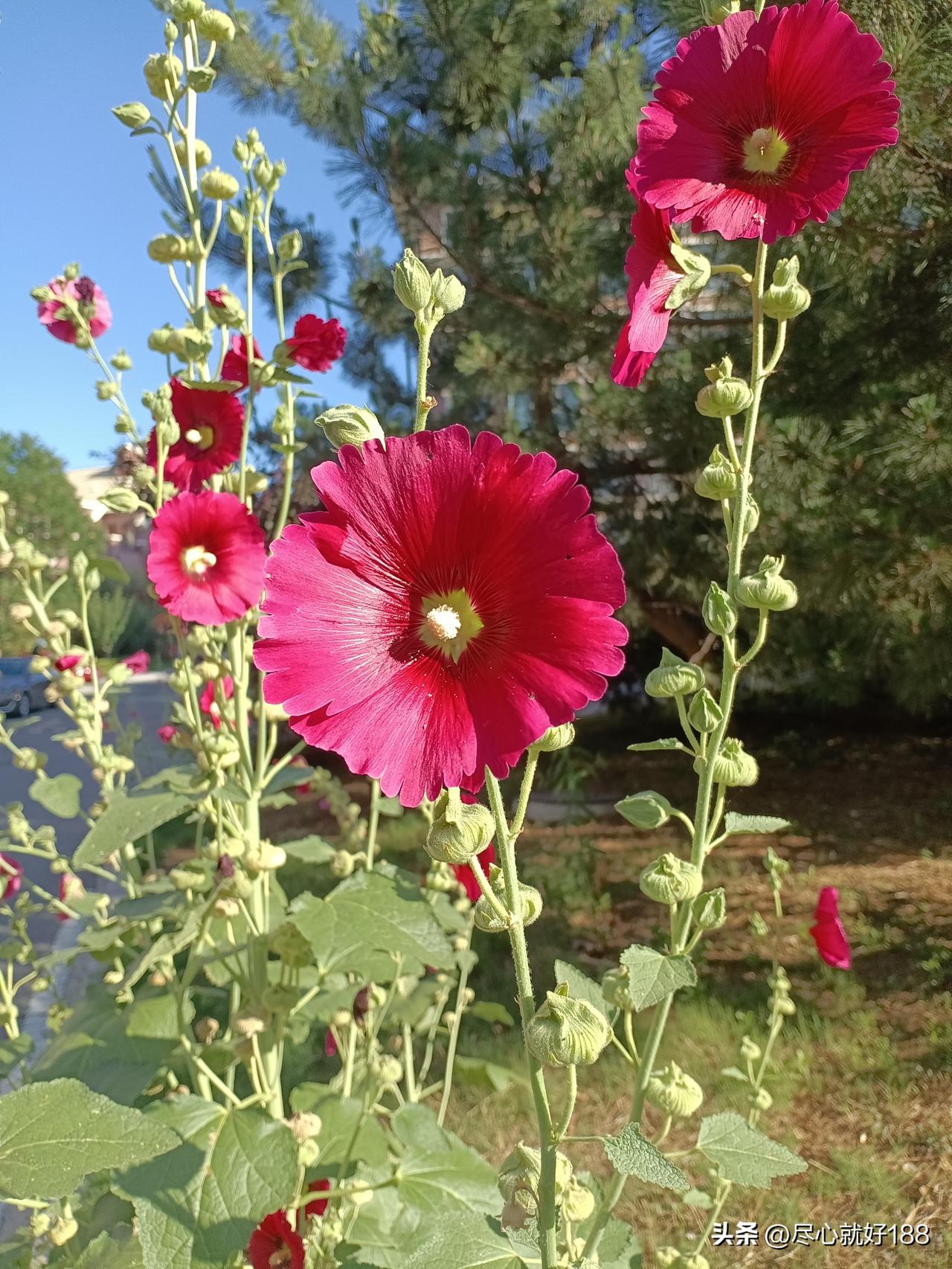 妈妈现在是帕金森晚期了，不能自理，不能走路，便秘还多动症，不睡觉，白天不睡觉，晚