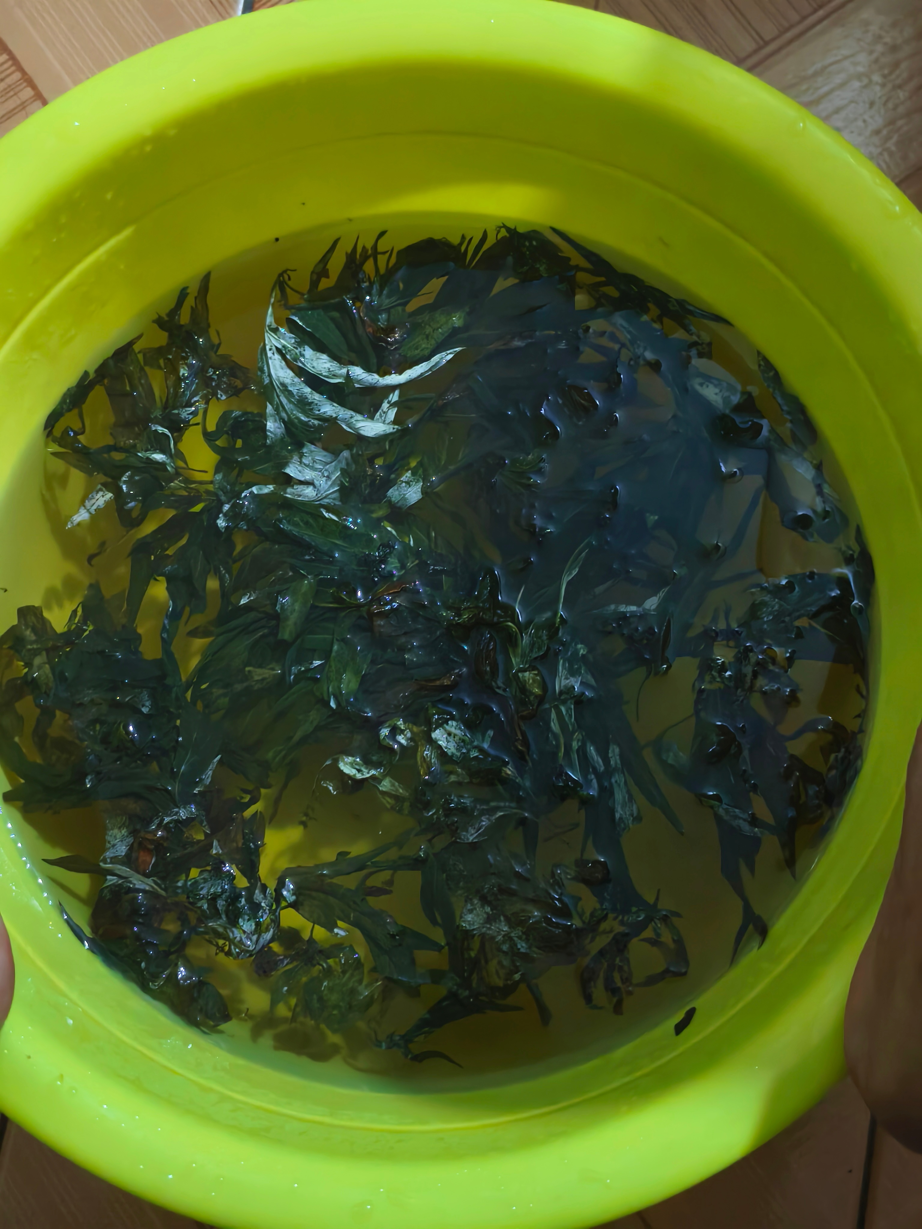 回家真好啊可以泡上老妈自己晒的草药[yeah]浓浓的草药味 比买的泡脚包纯多了感