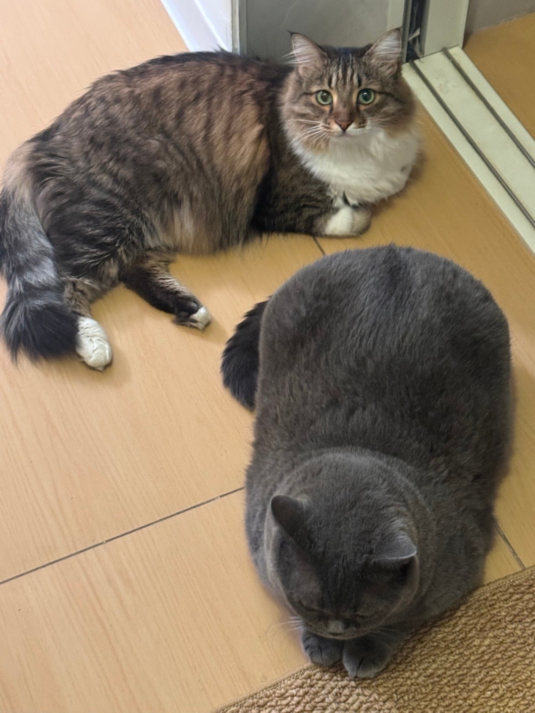 两个等在门口的小宝快看呀这是我的小猫 ​​​