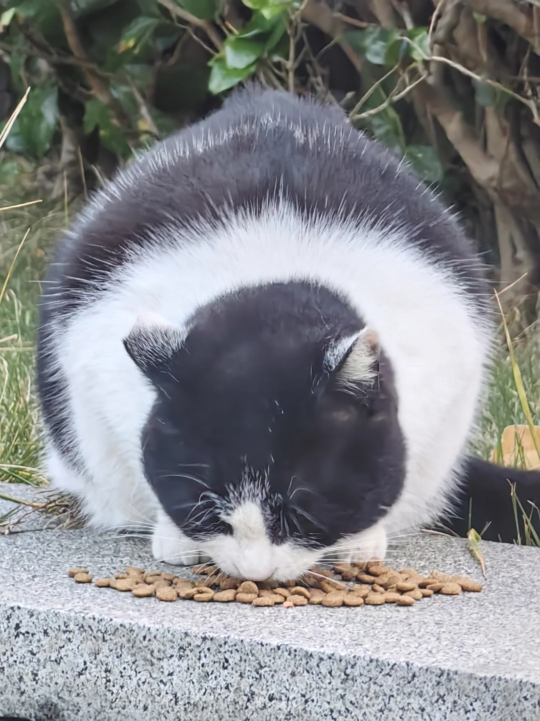 好大一个猫猫球