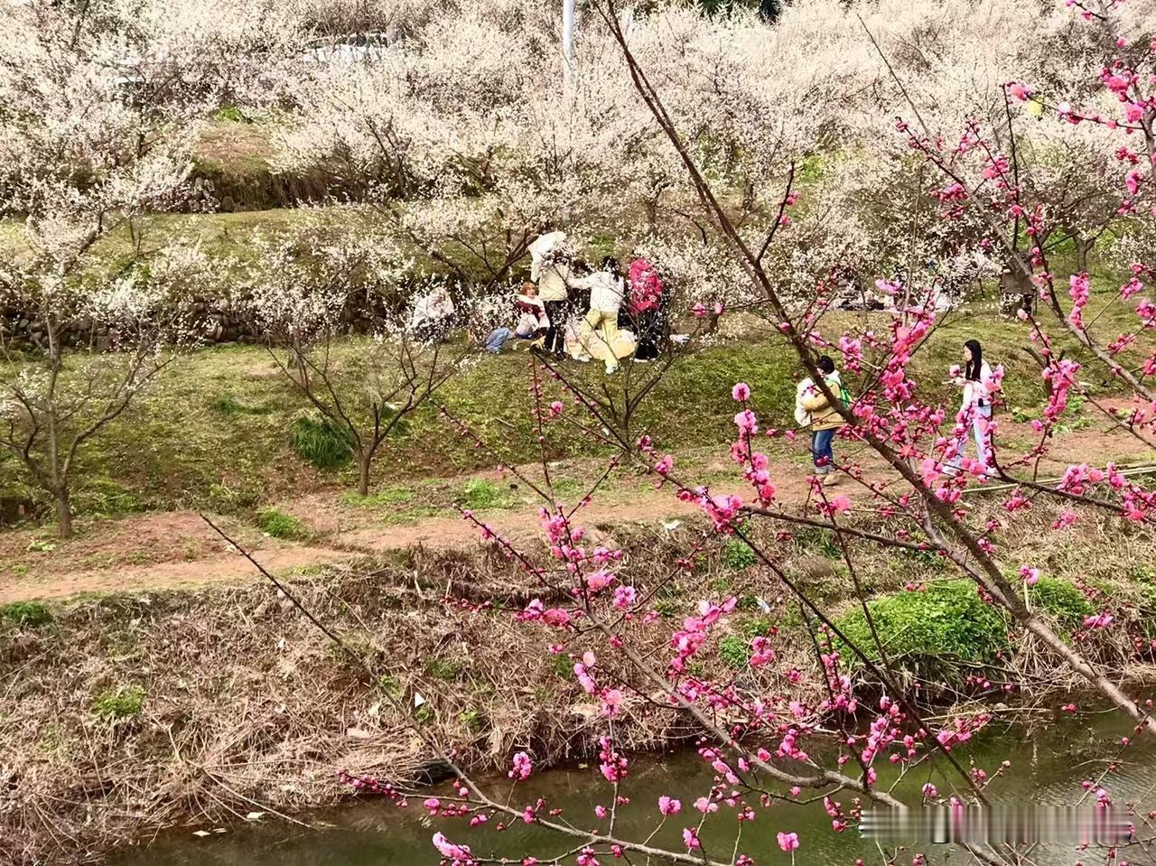 它们不是公园里精心修剪的盆景，而是依山成势、动辄上千亩的壮丽花海，从山脚一直蔓延