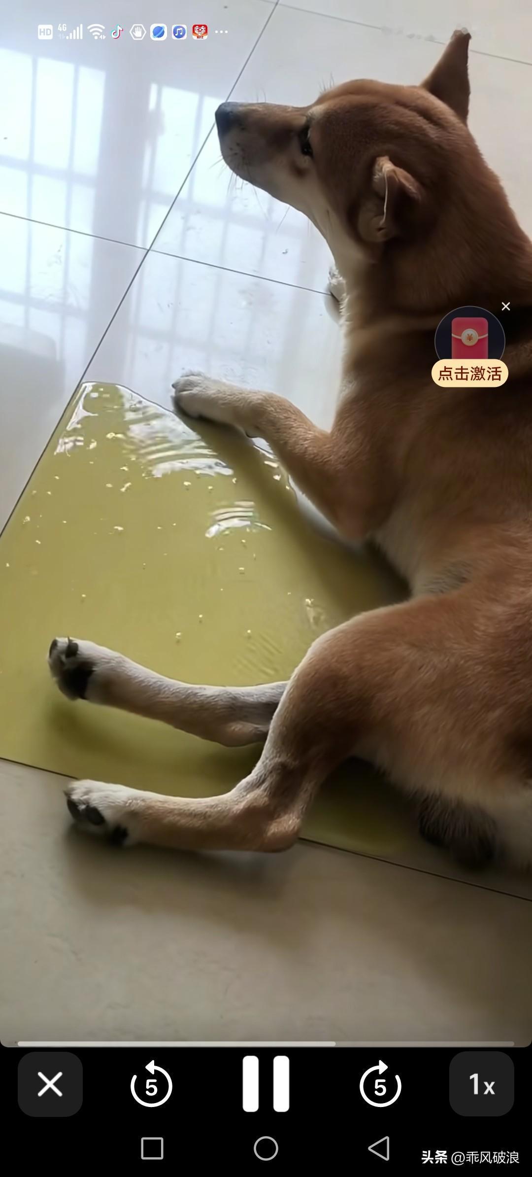 4岁的公狗还躺着尿尿，我该怎么办。公狗乱尿 尿尿的狗