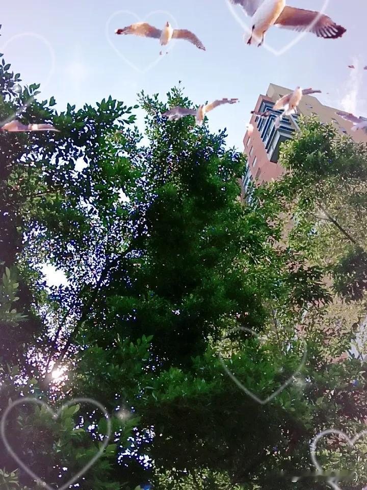 晒图笔记大赛广东的夏天