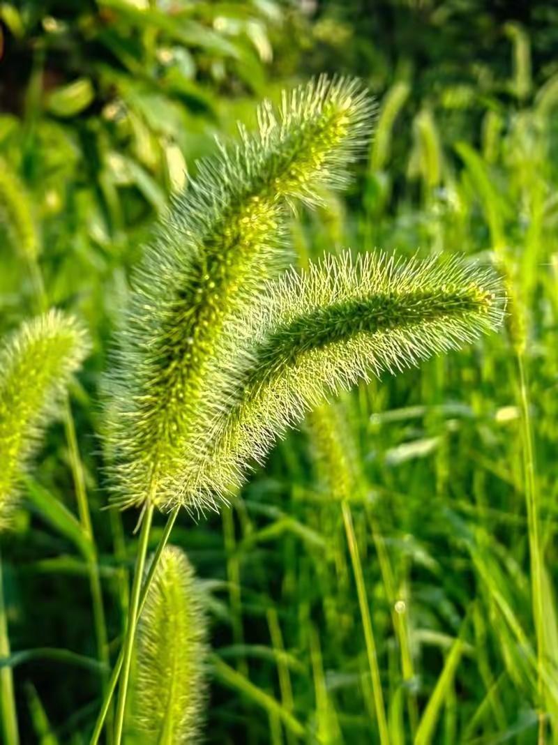 《风里的信》
狗尾草举着阳光的穗，
在风里，比出青涩的V。
每一根绒毛都裹着盛夏
