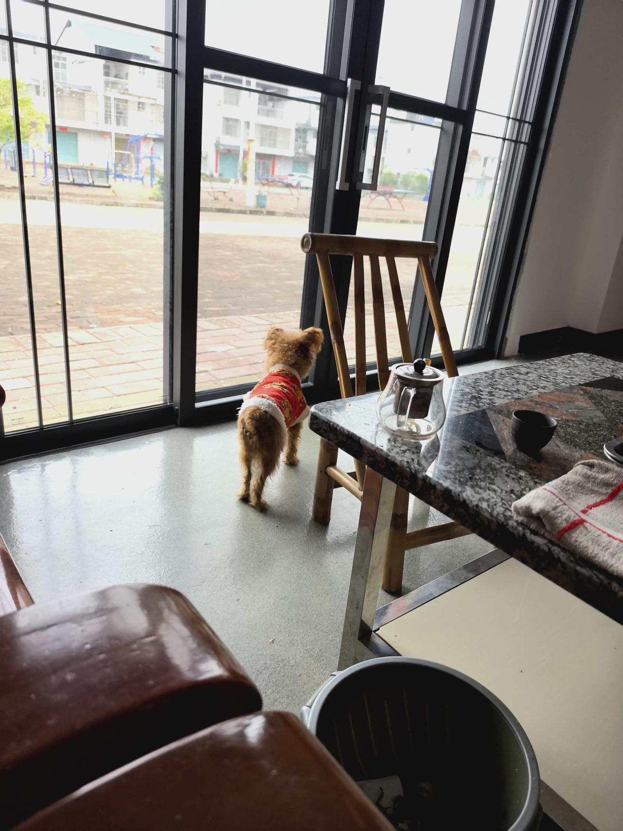 可爱的泰迪,你喜欢吗?我就有一个泰迪，非常喜欢它。
养它后，我终于明白为什么为人