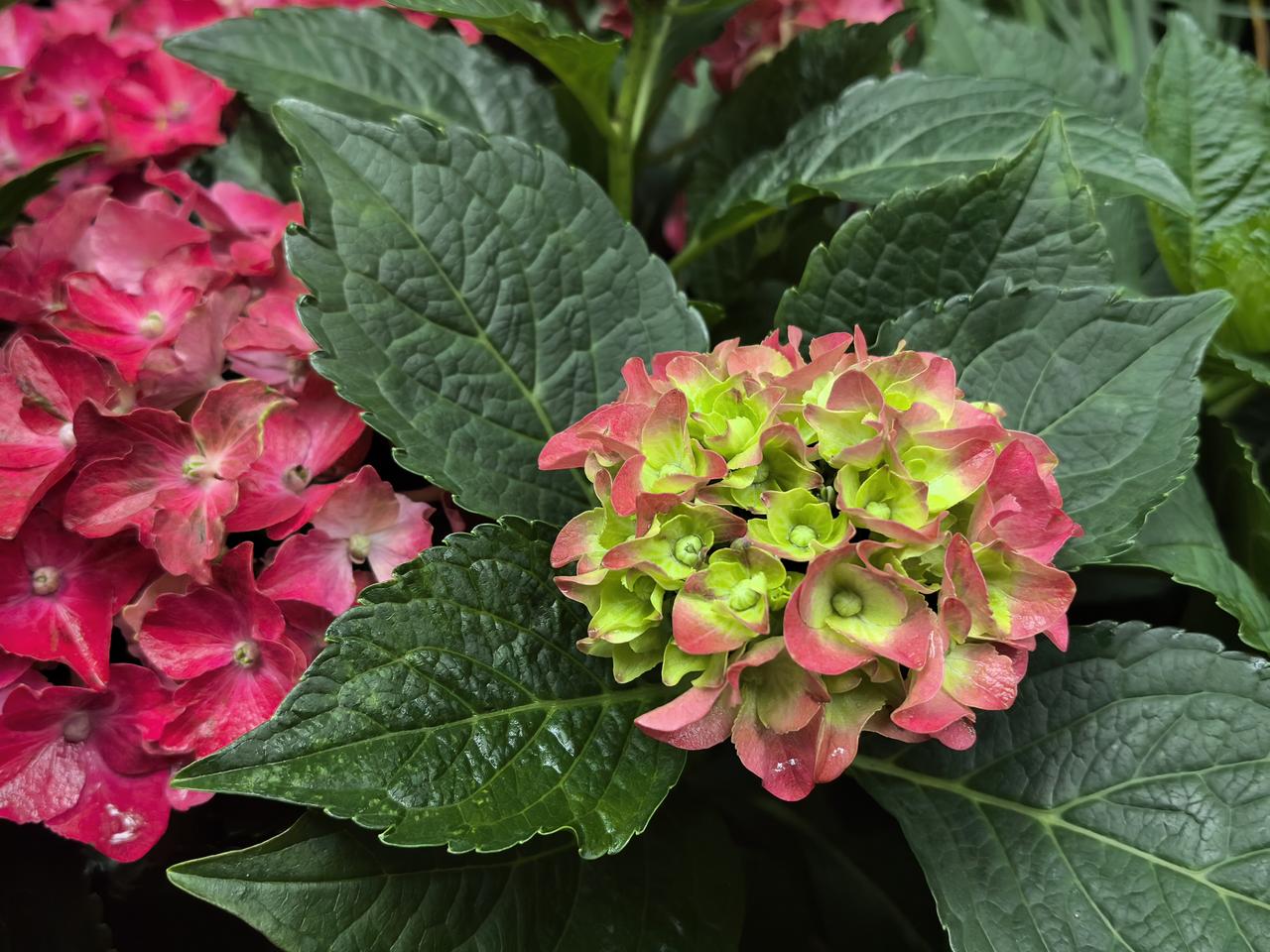 红色绣球花