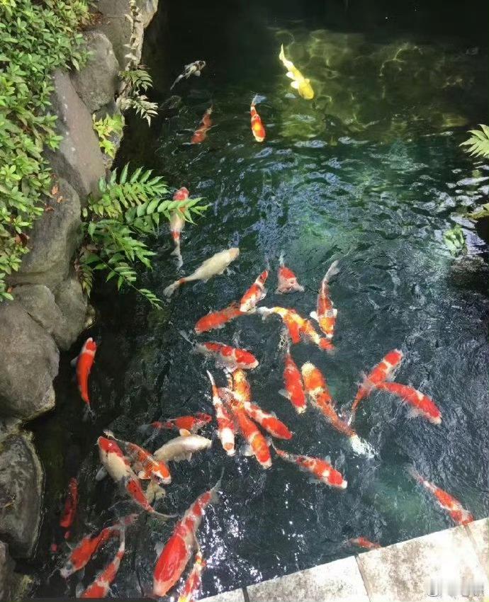 考研初试好运锦鲤留下你的理想成绩！二月出成绩了来还愿！祝各位同学高分上岸！ 考研