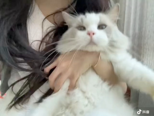 1w悬赏我的猫 徐州铜山新区久隆凤凰城  ​​​