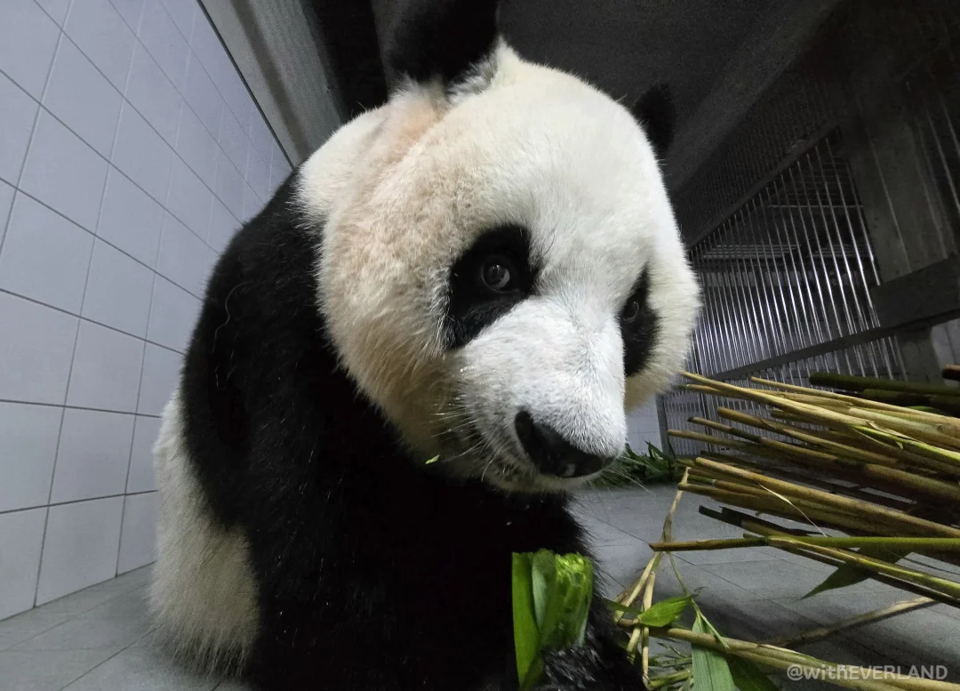爱宝包你怎么这么漂酿～