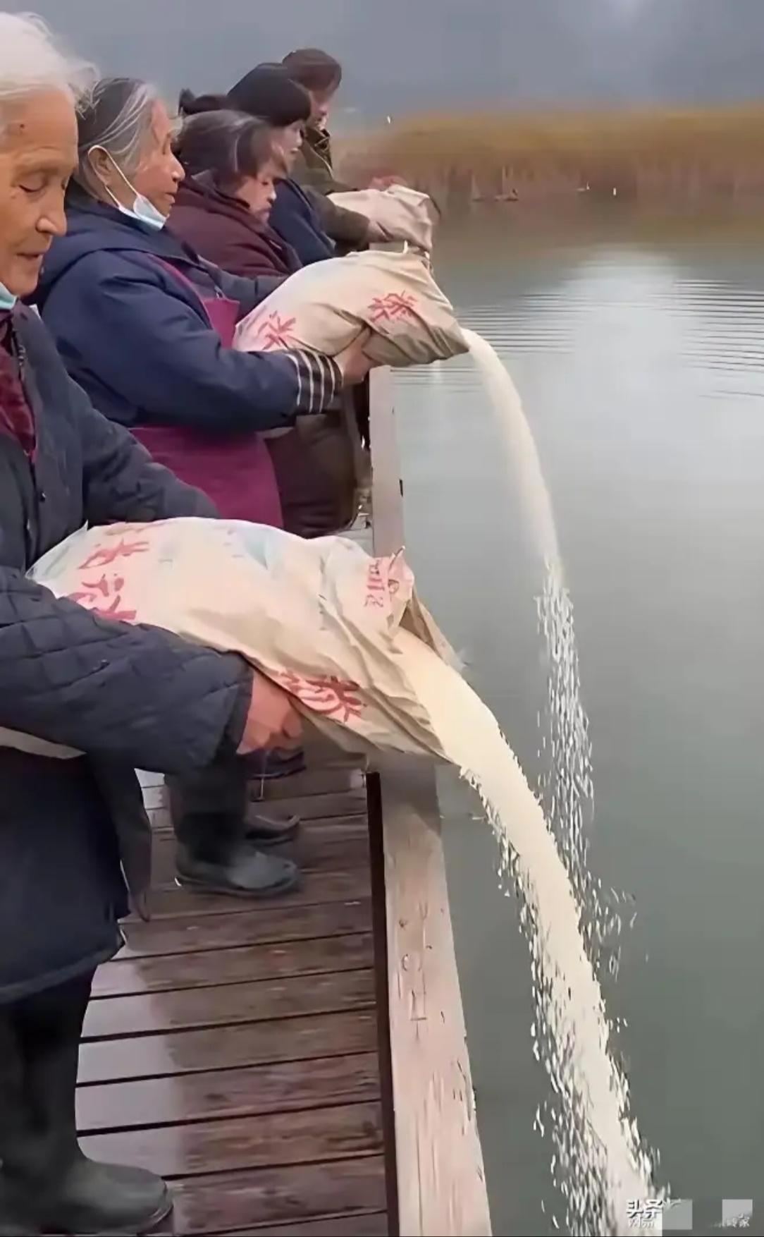 把好好的大米倒进河里，公开浪费行为，愚蠢之极，向文明社会挑战，不仅属于《反浪费法