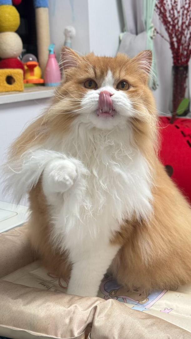 每日萌宠打卡萌宠逗猫逗猫逗逗小猫 