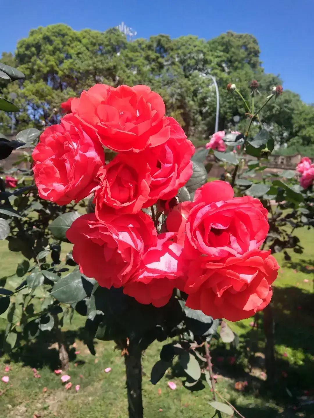 月季花虽没有牡丹花优柔华贵，没有玫瑰花娇艳奢华，但月季花红如焰，白如雪，粉如若霞