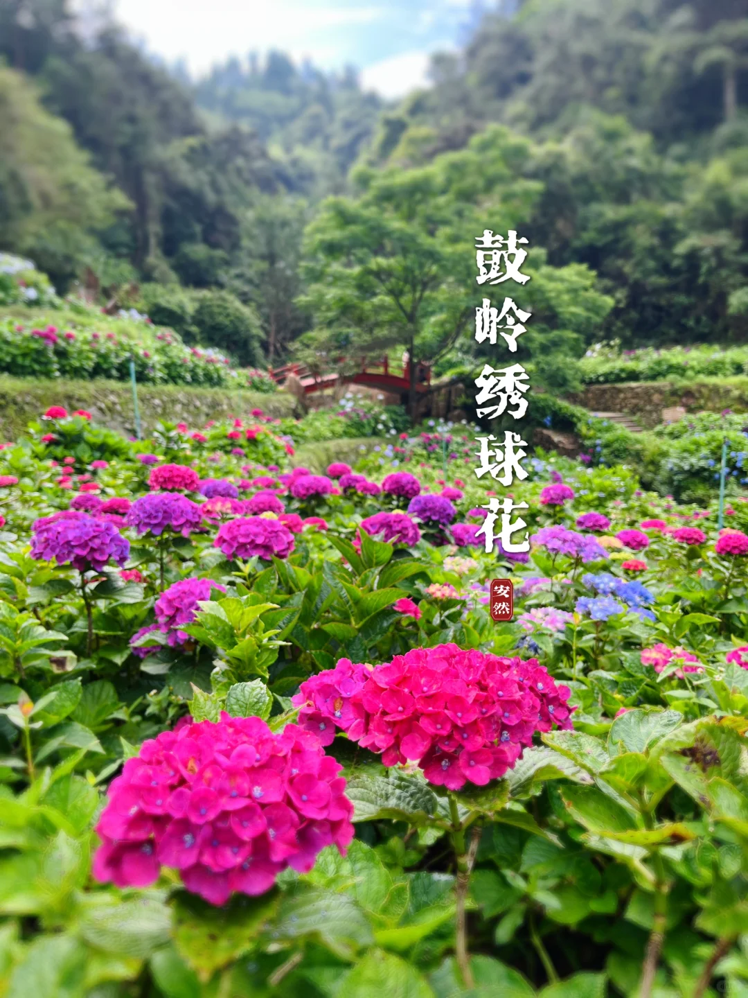 福州植物美图｜鼓岭绣球花