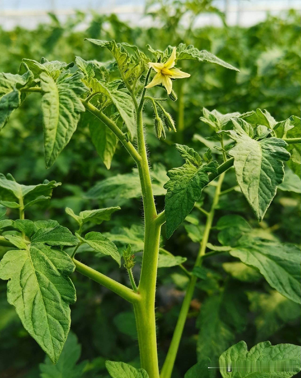红柿第一朵花留不留？

壮苗可留：苗高超30cm、茎粗0.8cm+、叶片深绿厚实