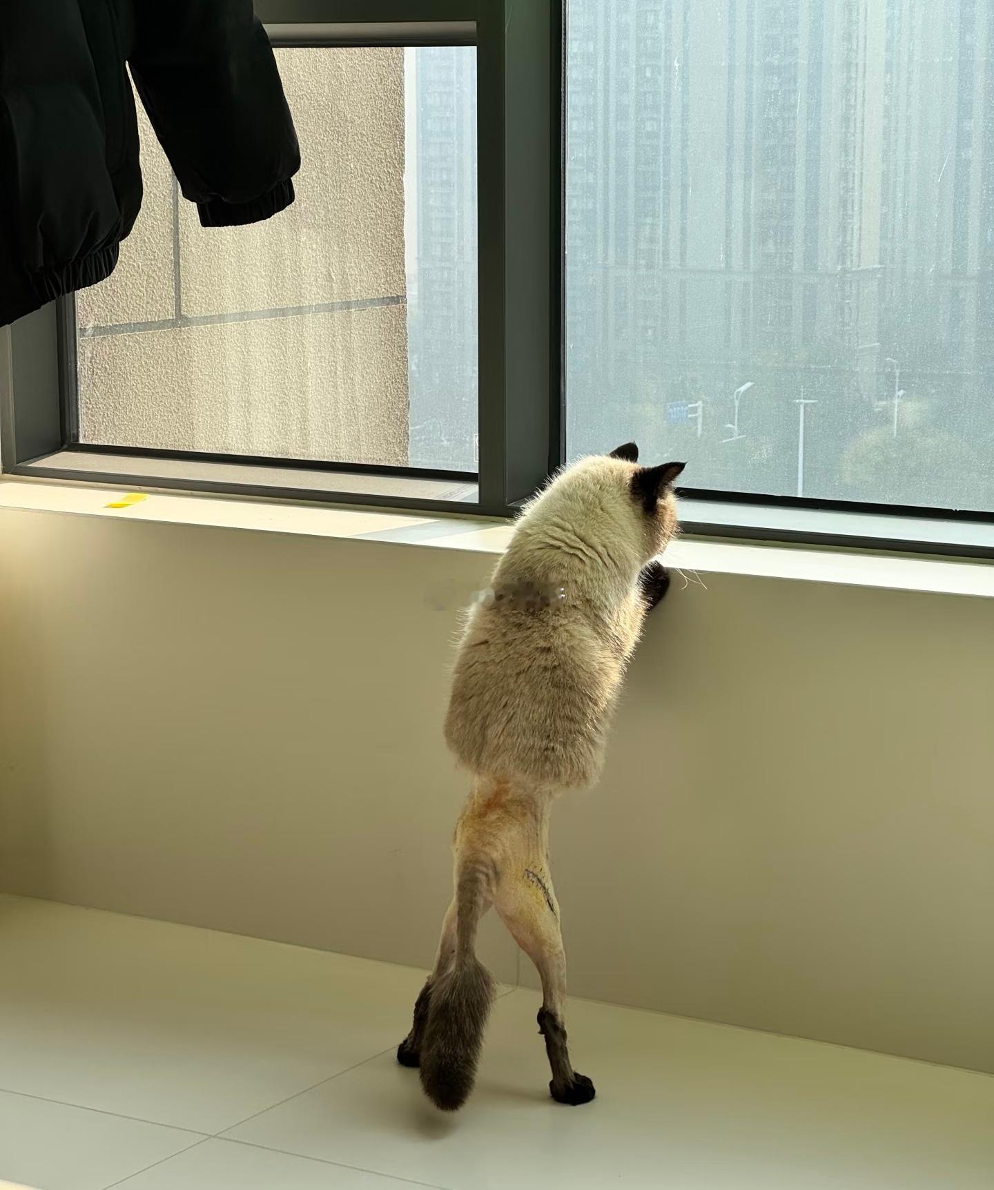 一只被剃了一半毛的猫