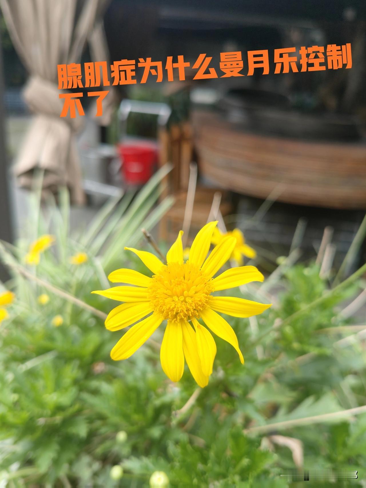 子宫腺肌症真的比子宫内膜单纯性增生还要严重，曼月乐都压制不了？

不知道现在是什