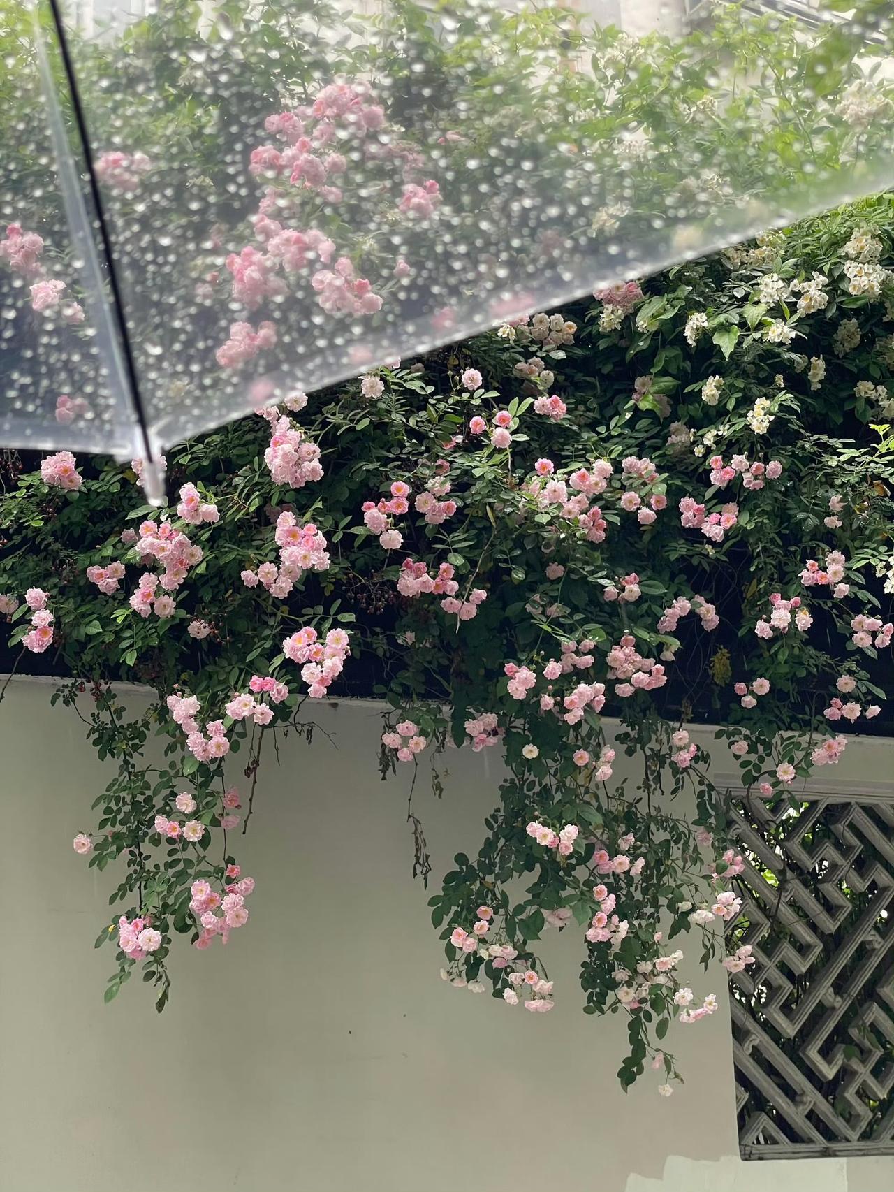 只想安静的在自己的小圈子里待着，不想被任何人消耗我的情绪和能量。