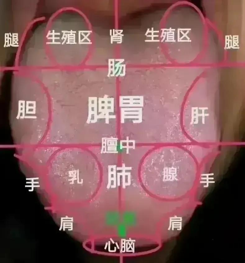 你是否有过这样的经历，看到中医把脉时观察舌苔，觉得神秘又好奇呢？今天，就让我们一