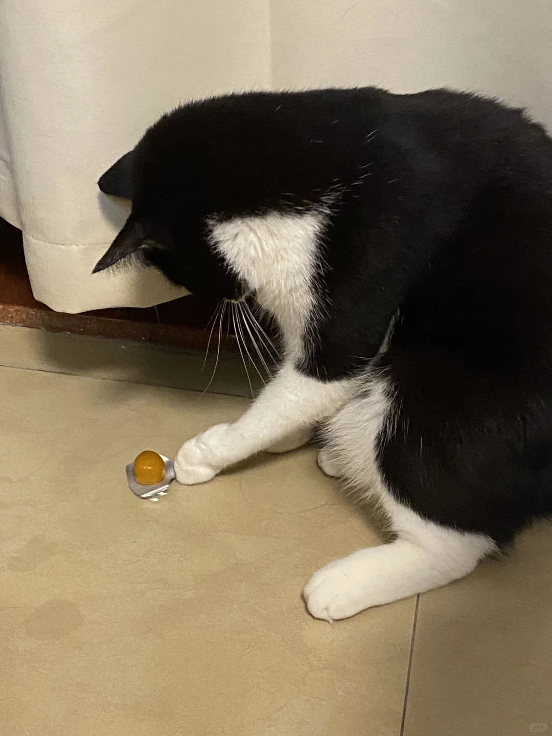 小猫爪子欠欠的