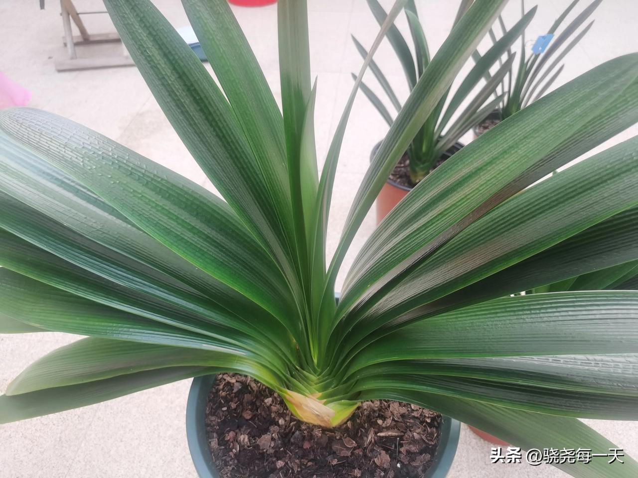 感谢庞老弟如此详细的讲解呀，这下对于君子兰究竟该如何度夏，心里可算是有谱了！