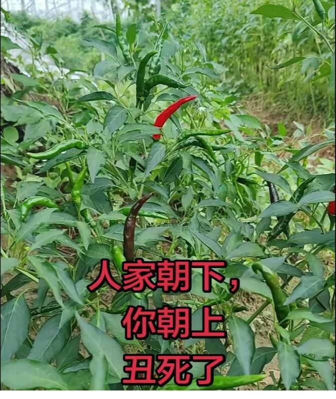 开眼界了
都说蔬菜品种齐全，但是这个辣椒🌶。长的就是一个绝。必须尖朝上长。这就