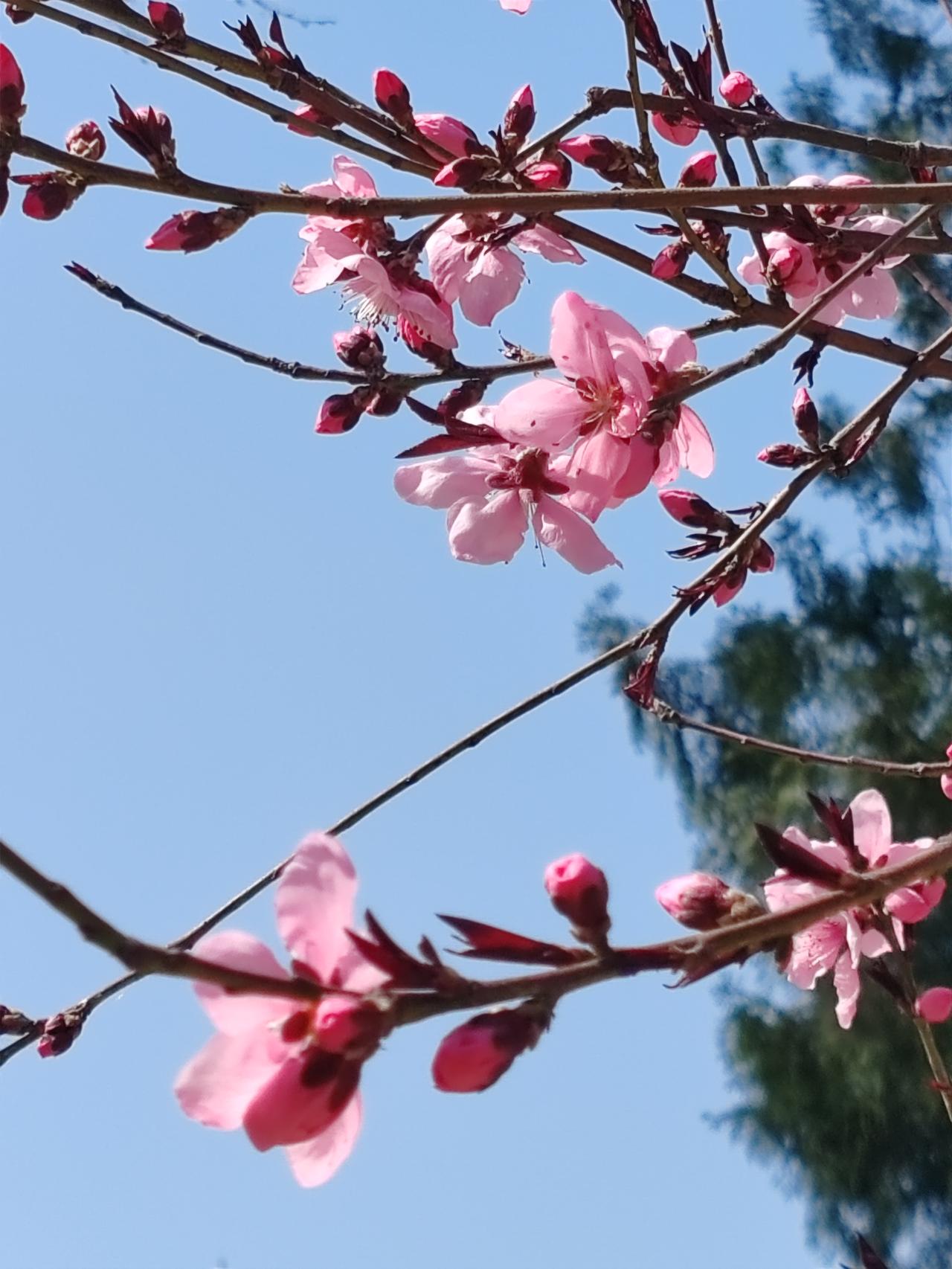 不派部队实施地面占领，只要停战，各方都可以宣告自己胜利。特朗普说伊朗政权被推翻也