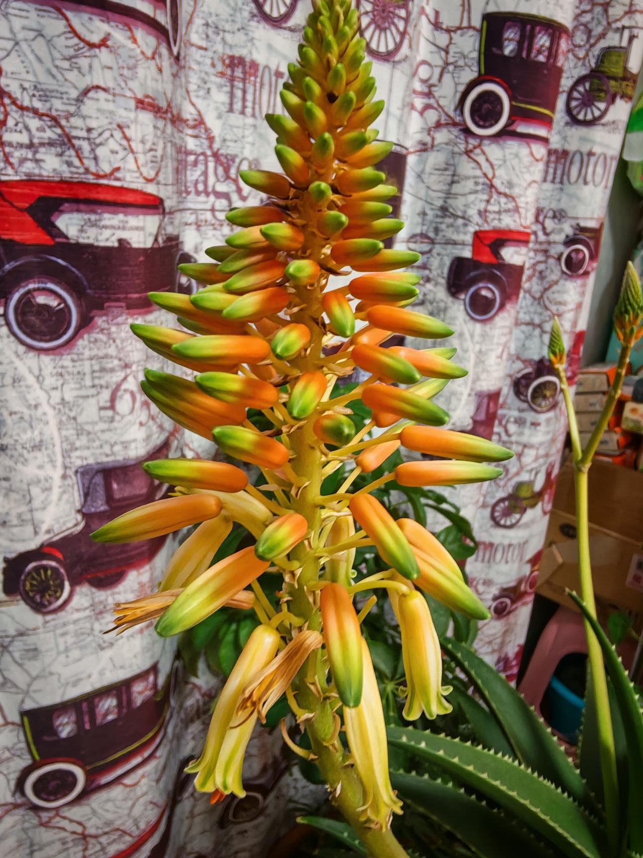 每到深冬时节，家里的芦荟总会开花，由于北方的冬天太冷了，怕在阳台上给冻坏了，每天