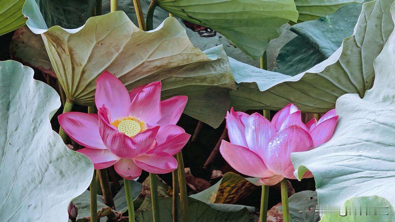 《双莲》
一池双影立晨昏，
共饮清露同命根。
纵有风来不相折，
藕心连处即乾坤。