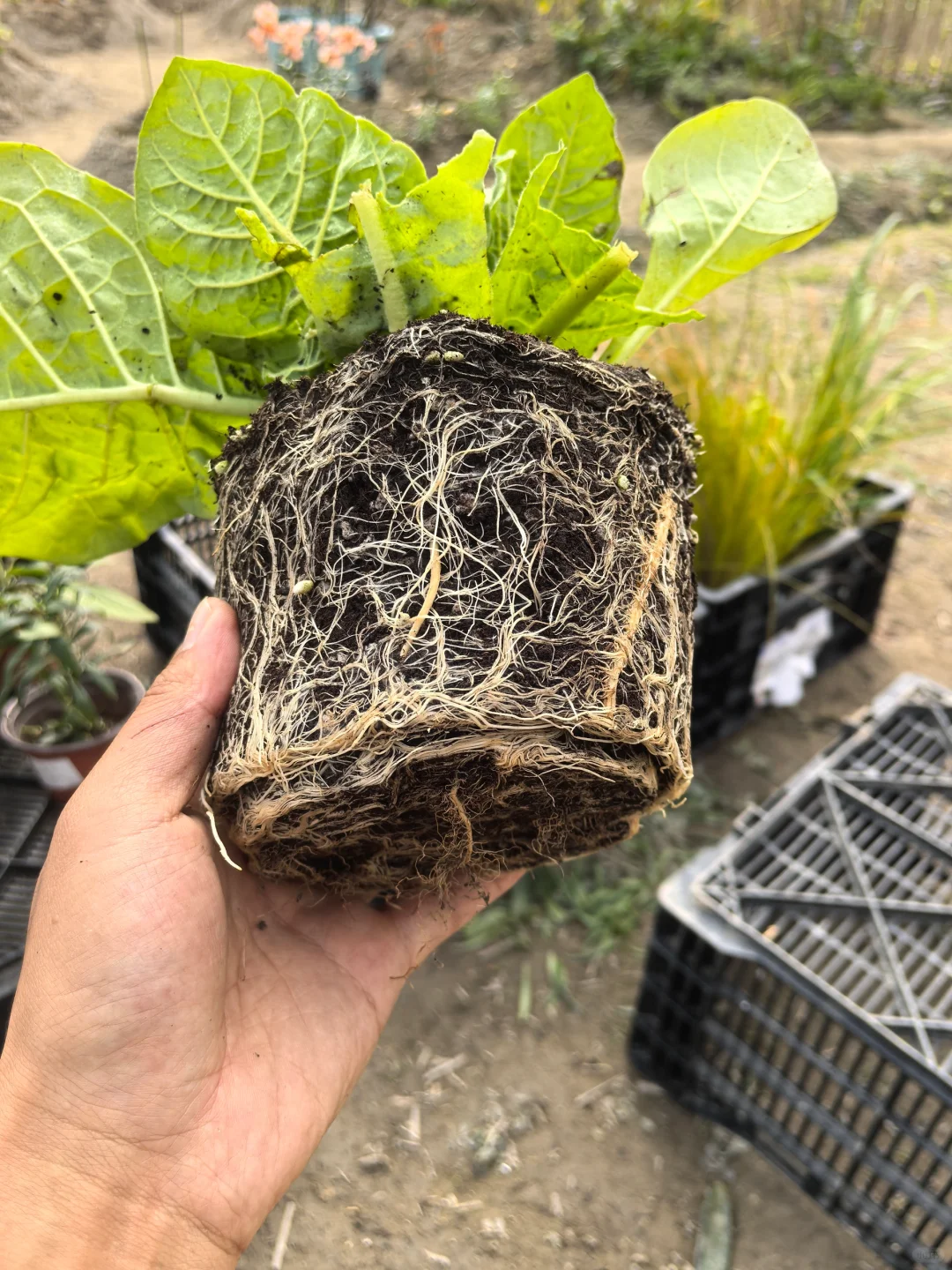 植物开箱：花烟草