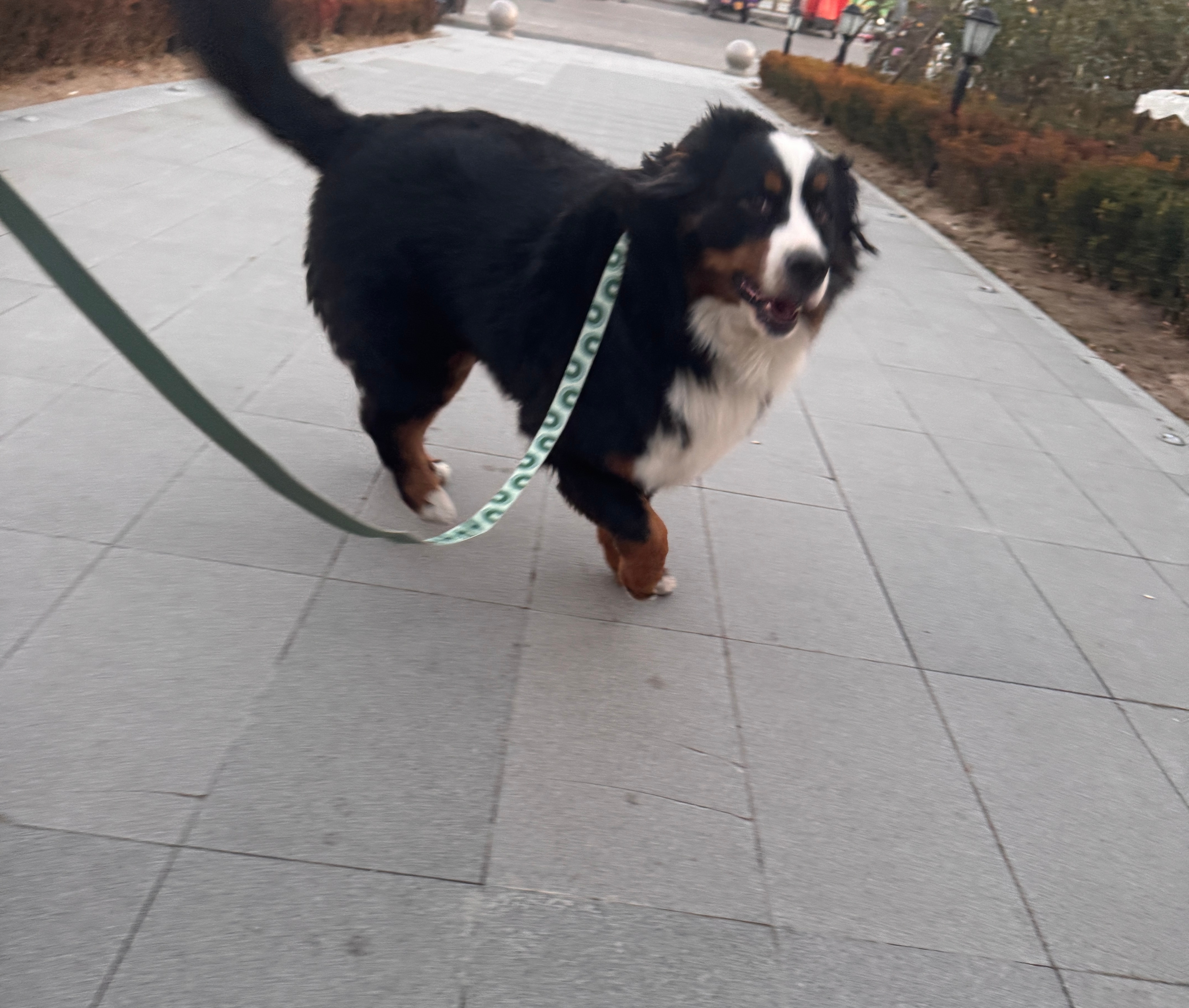 好朋狗娇娇，一听到我的召唤就蹦跶着跑来和我贴贴。我有时候大老远喊她黑熊精，她不搭