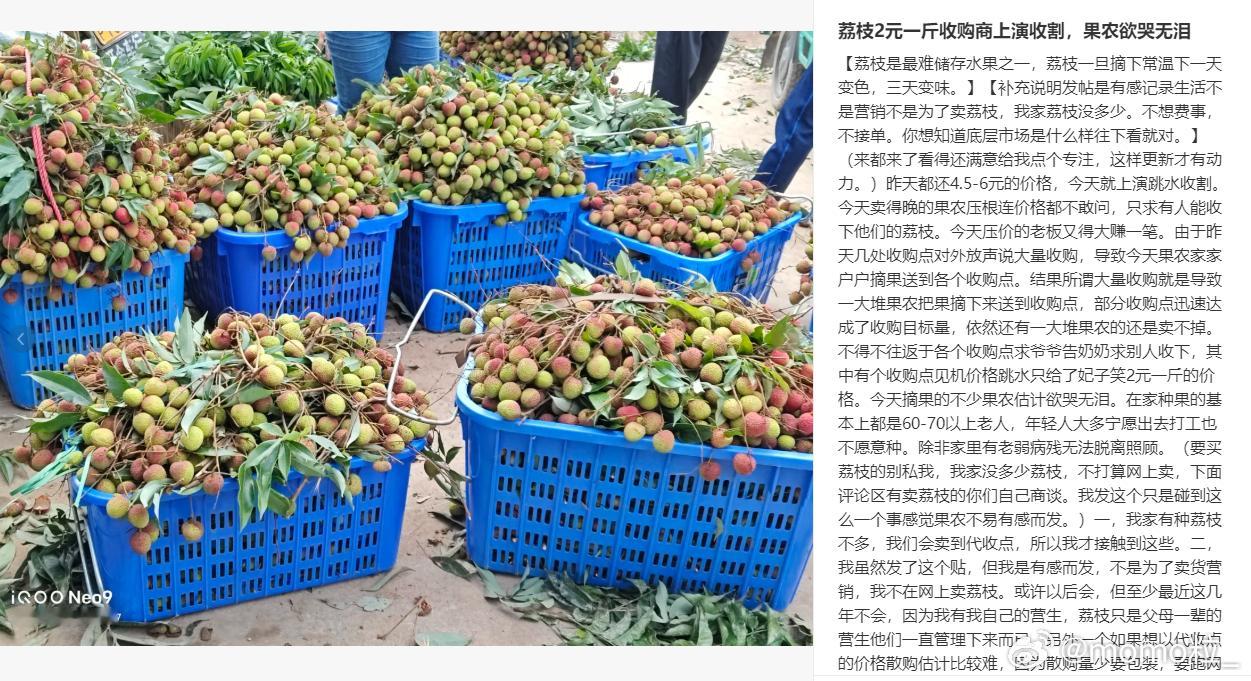 白糖罂荔枝跌破一元  价贱伤农……种植户批发1元都卖不出去，只能烂在地里，我们是
