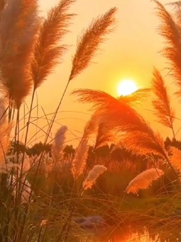 上午去隔壁张嫂家串门，发现她儿子又躺在炕上抱着手机打游戏，张嫂说“没法和他生气了