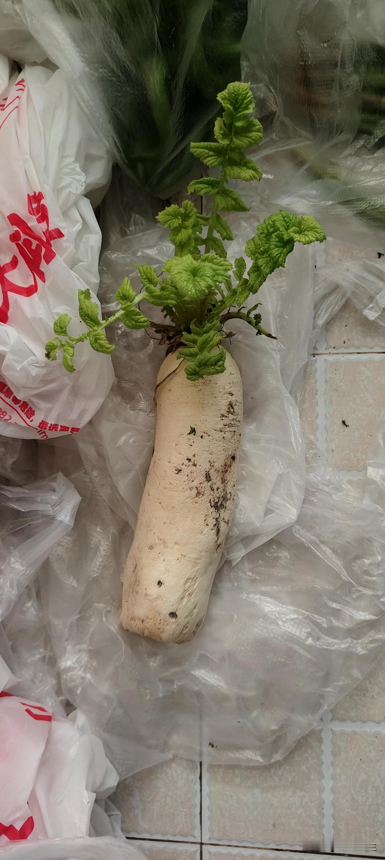 晒图笔记大赛萝卜没吃完，放着自己生长了