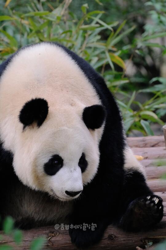 【大熊猫文莉】奶气漂亮的文莉莉大小姐