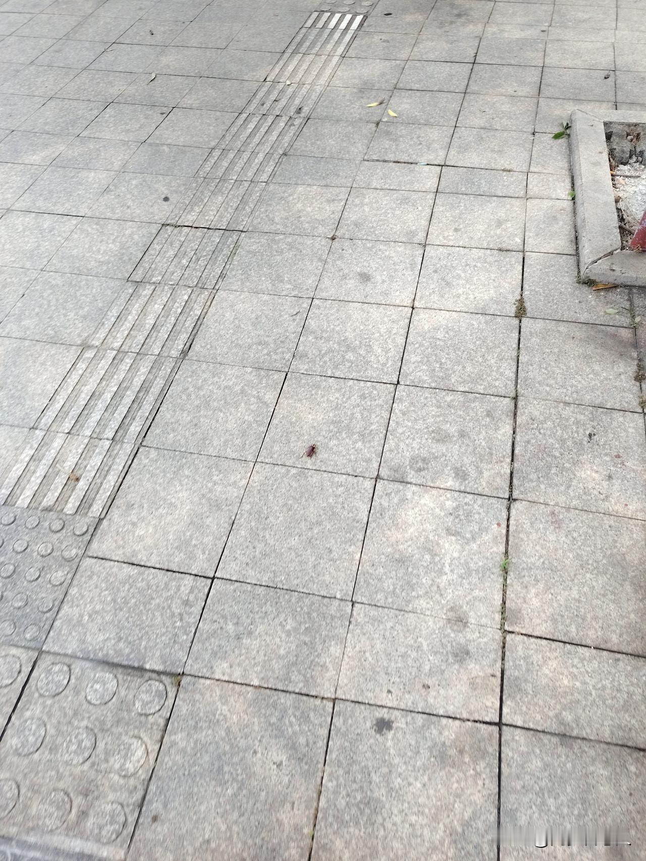 北方人第一次到广东看到这满街的蟑螂，直接就词穷，住一楼的人该有多崩溃？这些蟑螂拼