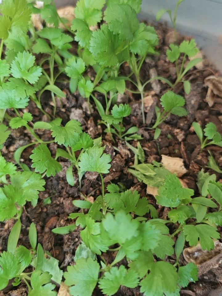 原本还担心香菜长不大，没想到长得还行，又重新种了一盆，一样快快长大！