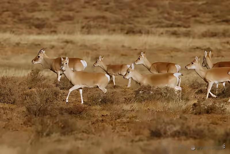 为何蒙古国黄羊要冒险入境中国

几万只黄羊拼了命往中国跑，说白了就是为了活命。这