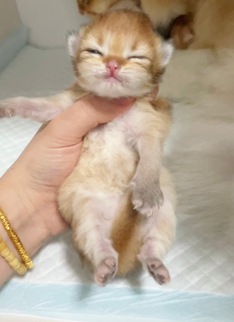 在笑诶#金渐层##英国长毛猫# ​​​