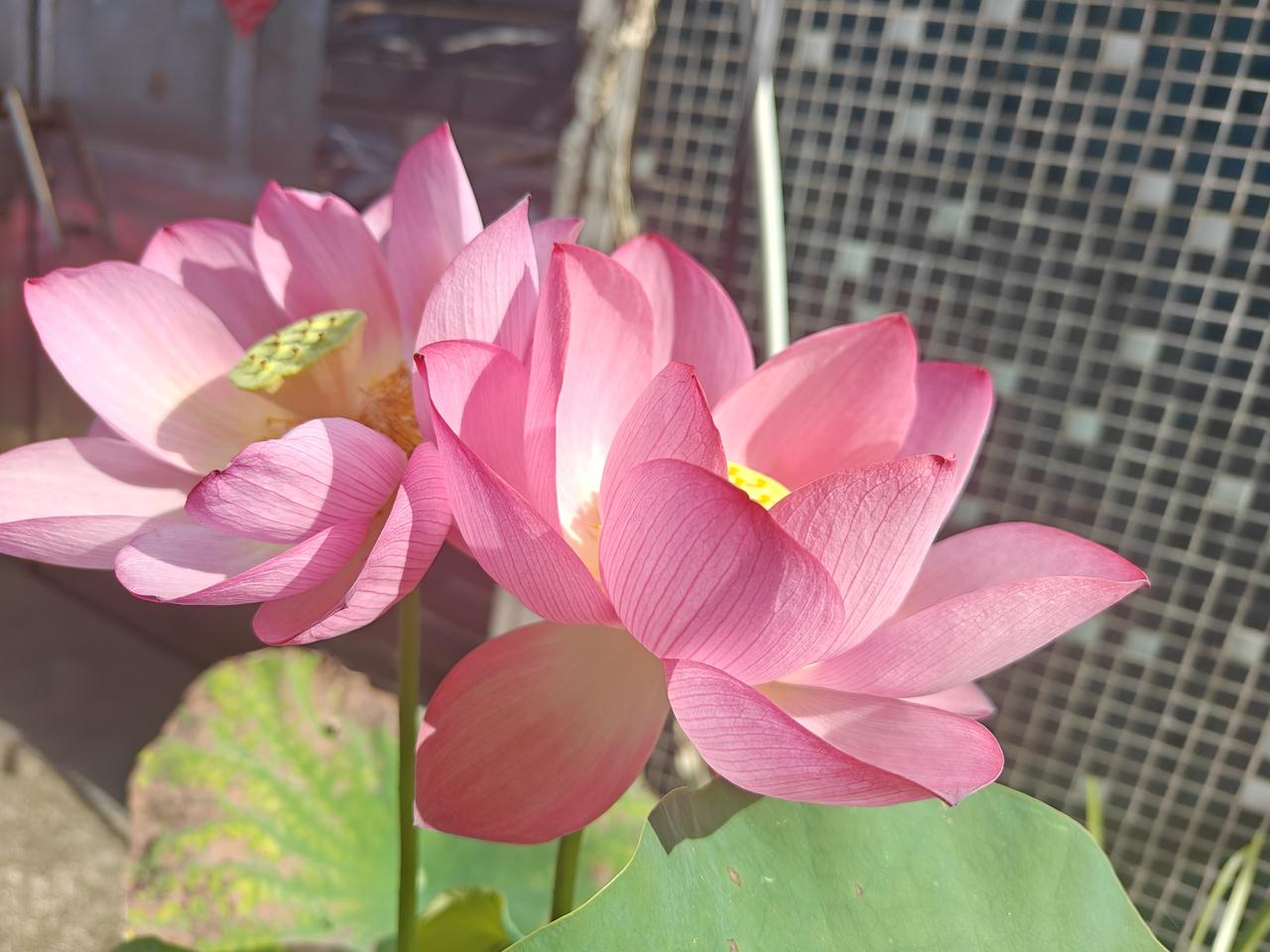 和二婚老公过了七年，知道真相后，绝然带着女儿离开。

前夫性格内向，不懂浪漫，觉