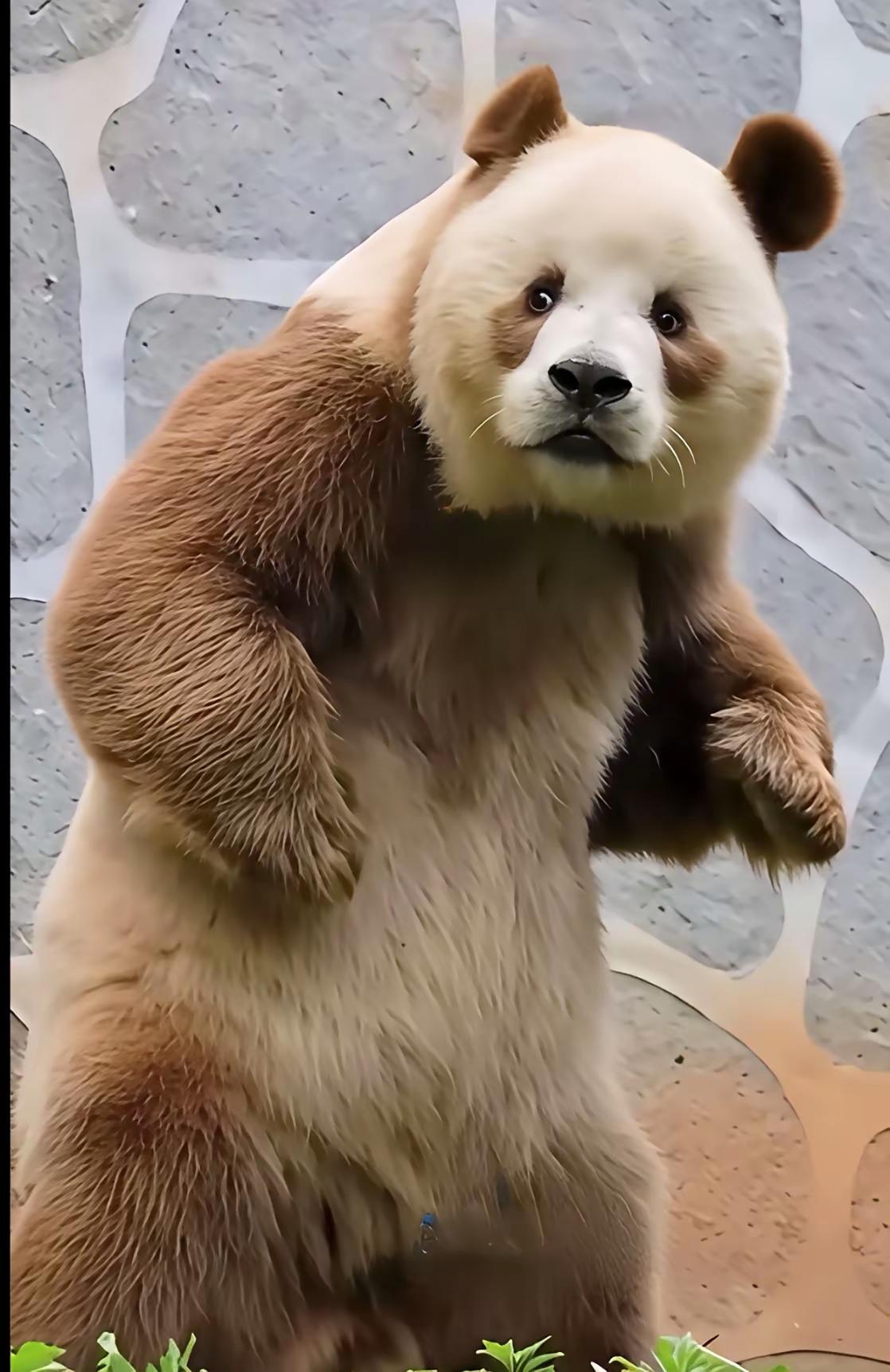 七仔又搞事情了，这次它的表情直接杀疯全网！作为全球唯一圈养的棕色大熊猫，16岁的