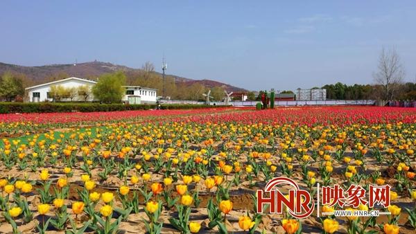 成都|遂平县：花开美艳惹人醉 嵖岈山下郁金香