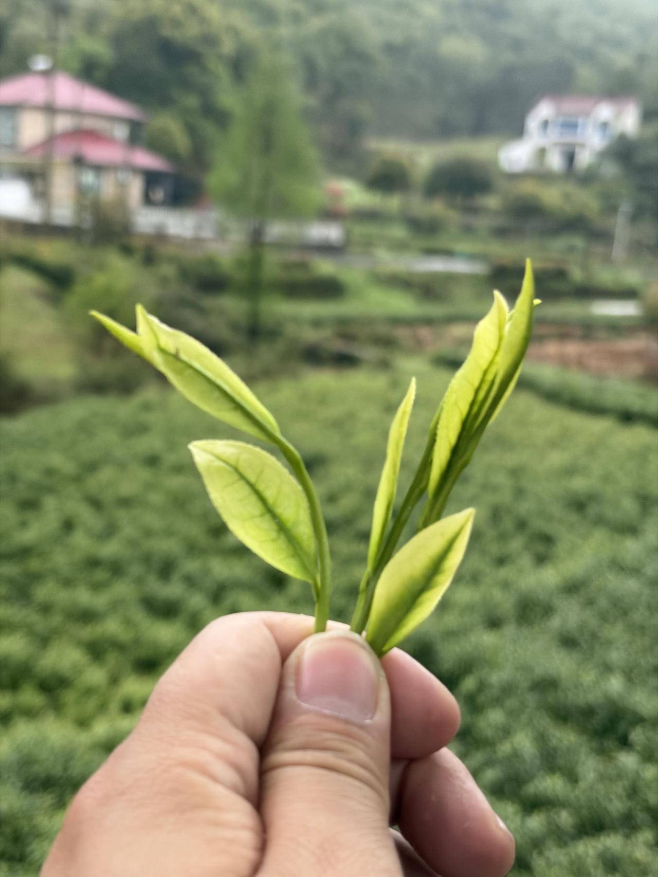 开始杀青小白龙（龙形安吉白茶）🐉
这个小白龙，杀完有点乱七八糟，
杆子粗水分多