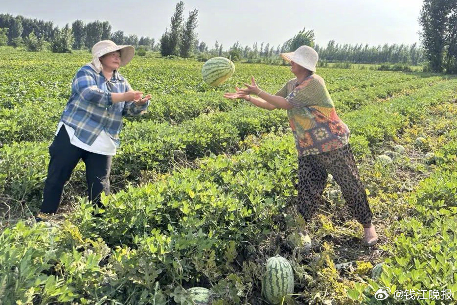 #河南中介称刷屏几分钱卖的多是坏瓤瓜##丰产不丰收河南瓜农一亩地亏几百# 一车瓜