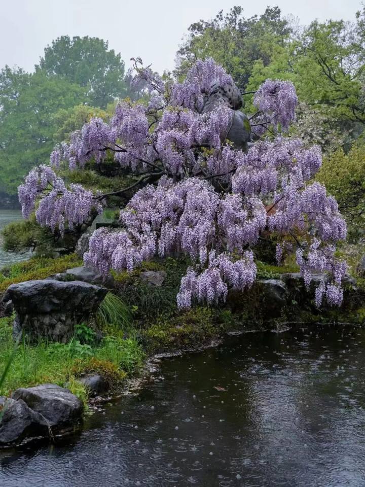 杭州第一波紫藤花，我先推荐这两处！