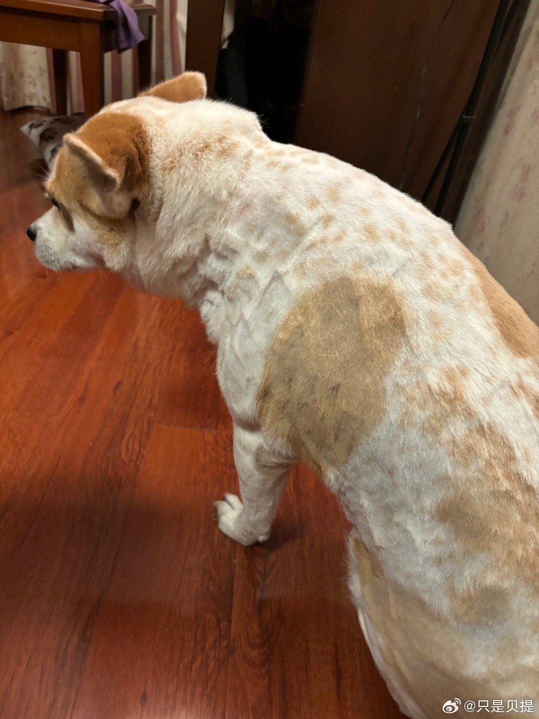 我真傻 真的 我以为剃了毛会瘦一点 