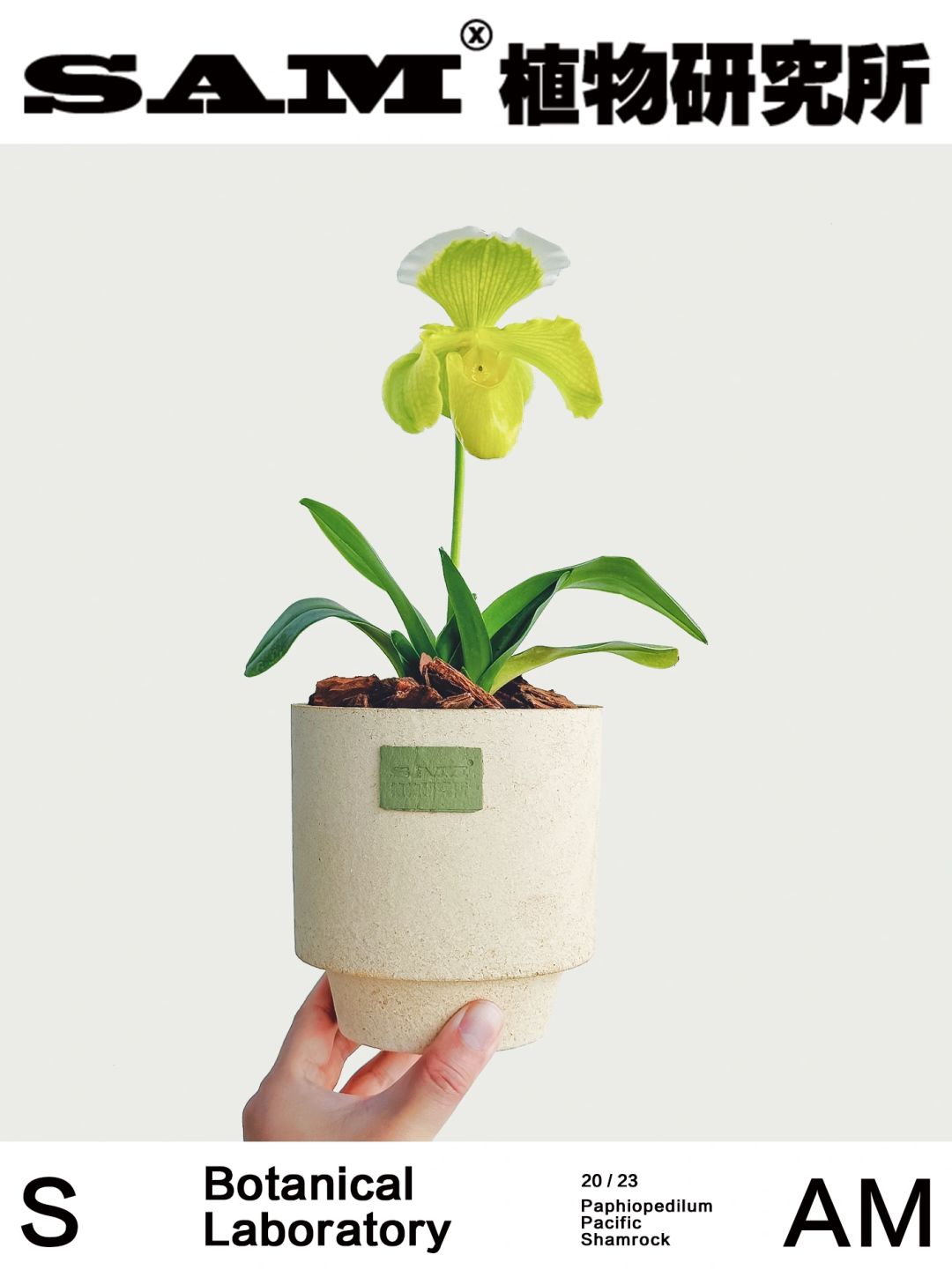 绿肉饼｜Paphiopedilum Pacific Shamrock