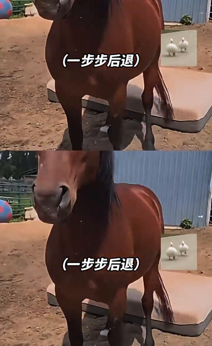 新垫子，转个身，一步步后退，一屁股坐下，坐下。
