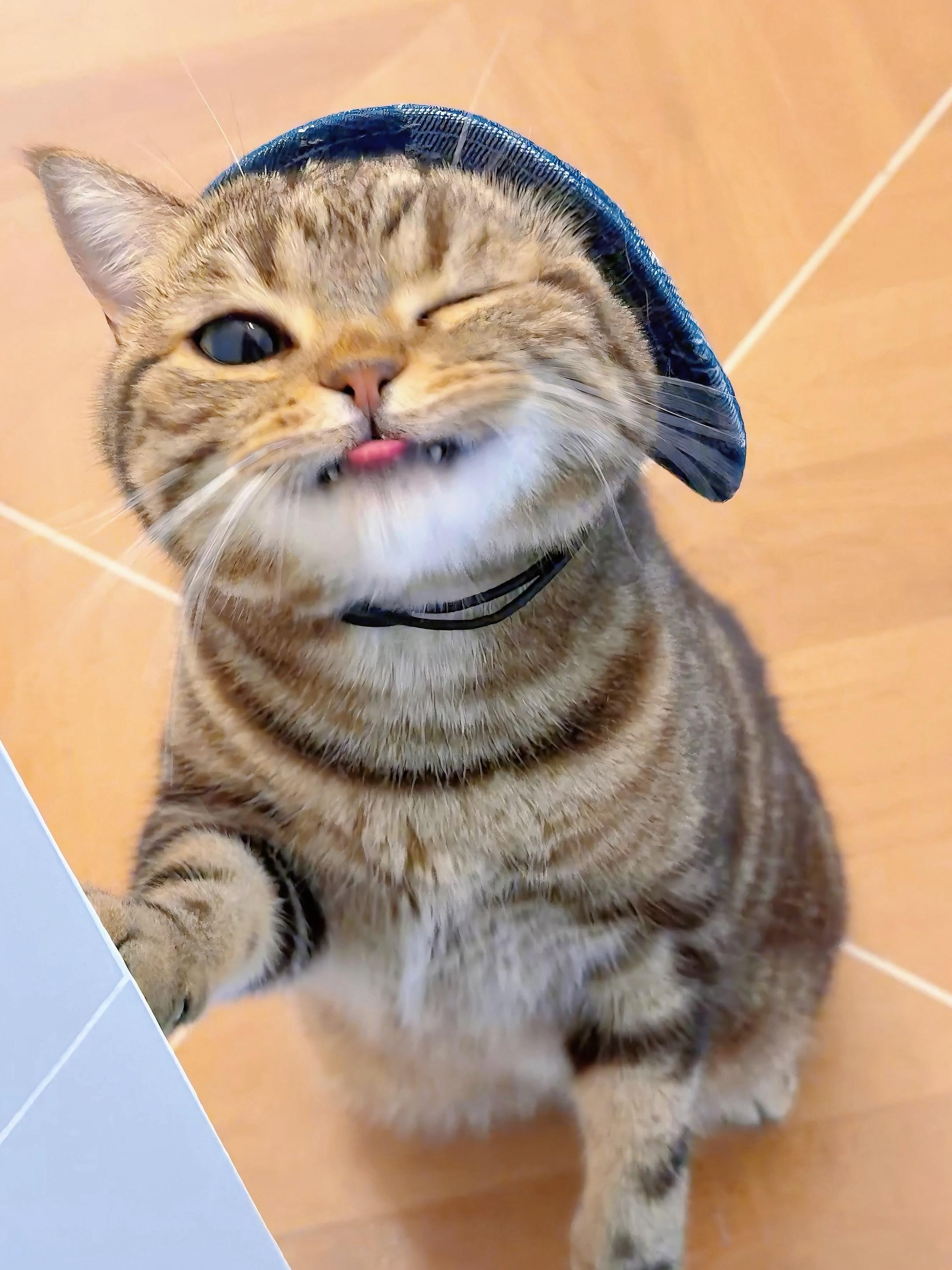 可爱的小猫兔子。